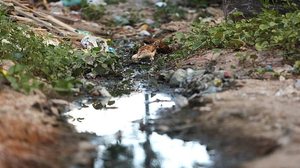 Os surtos têm ligação com as condições precárias de saneamento básico e a frequência de chuvas, que provocam as cheias | Hesíodo Góes/Diário de Pernambuco