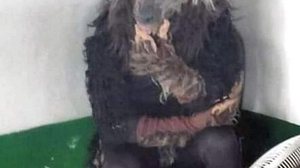 Foto que circula nas redes sociais com o boato sobre o lobisomem | Reprodução / Redes Sociais