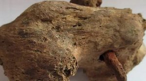 Albion Archaeology / Divulgação