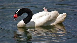 Animal infectado foi encontrado em estação ecológica no sul do estado | Foto: J. Patrick Fischer/ Wikipedia