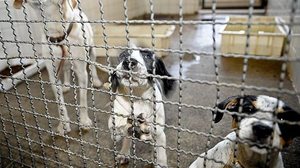 Fábio Rodrigues Pozzebom/Agência Brasil