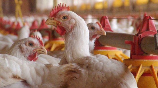 Imagem Saúde monitora primeiro caso suspeito de gripe aviária em humano