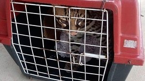 Reprodução/PM Pará