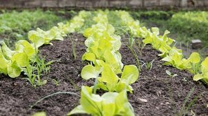 André Palmeira/Agência Alagoas