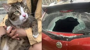 Reprodução / Twitter