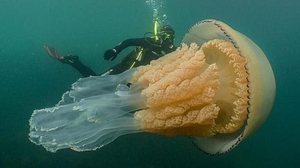 Dan Abbott/Wild Ocean Week