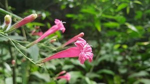 Divulgação Departamento de Botânica / UFRJ