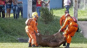 Imagem Sobe para 11 o número de mortos de tragédia em Brumadinho