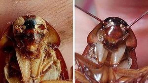 Foto: Reprodução/Infoglobo