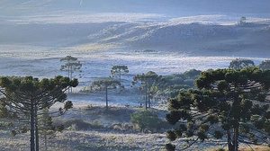 Mycchel Legnaghi / São Joaquim Online