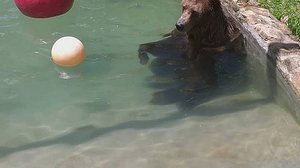 Divulgação / Rancho dos Gnomos