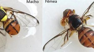 A mosca-da-carambola representa uma grande ameaça à agricultura do país por causa dos riscos à saúde humana, à produção de alimentos saudáveis e consequentes danos econômicos que essa praga pode causar, principalmente, à fruticultura. | Foto: Wilda Pinto …