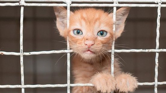 Foto: Reprodução/SMS