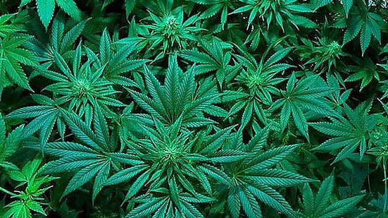 Maconha | Foto: Reprodução