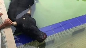 Divulgação/Corpo de Bombeiros