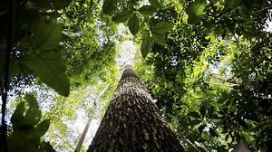 Marcelo Camargo / Agência Brasil