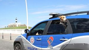 Barrito durante patrulhamento policial | SSP-BA