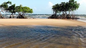 Praia na Ilha de Marajo | Reprodução/Conhecer Brasil