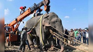 Imagem "Bin Laden" é capturado após matar cinco pessoas esmagadas