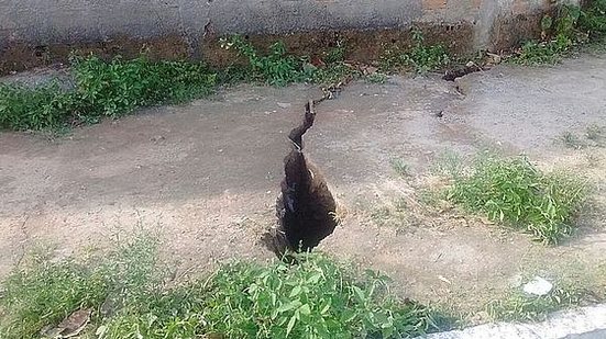 Rachaduras do Pinheiro | Reprodução