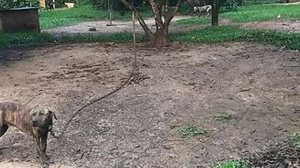 Trinta e três pitbulls foram encontrados em chácara presos e em condições precárias | ASPA Itu/Divulgação