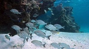 Reserva Biológica Atol das Rocas, litoral do Rio Grande do Norte | Divulgação/Marinha do Brasil