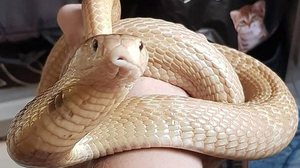 Imagem Caso de naja que picou estudante em Brasília reacende debate sobre tráfico ilegal de animais