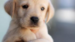 Reprodução Internet