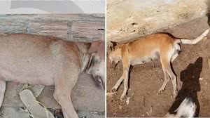Imagens dos cães foram divulgadas nas redes sociais | Reprodução / TV Pajuçara