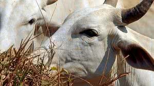 Arquivo/Agência Brasil