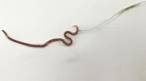 Divulgação/The American Society of Tropical Medicine and Hygiene