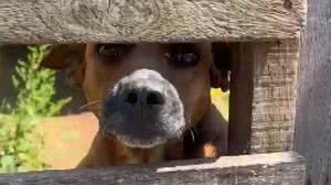 Divulgação / PM-GO