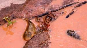 Leonardo Merçon/Instituto Últimos Refúgios/Divulgação