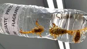 Imagem Funcionários encontram escorpiões dentro do Senado Federal