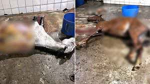 Divulgação / PC-AL