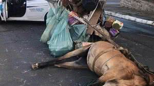 Cortesia Bem, Estar Animal