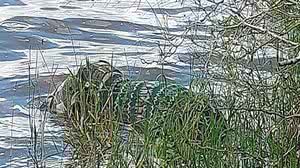 Foto: Reprodução/Correio Notícia