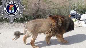 Imagem É um cão ou leão? Animal é confundido na Espanha e viraliza