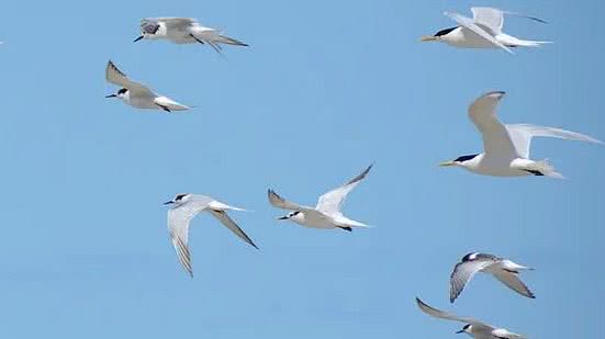 Reprodução/Elisa Ilha