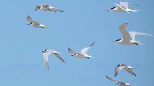 Reprodução/Elisa Ilha