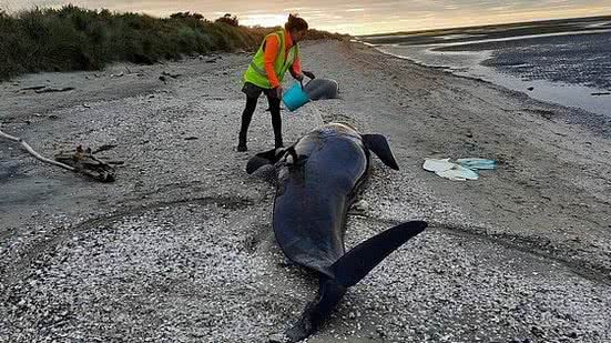 Divulgação/ Departamento de Conservação