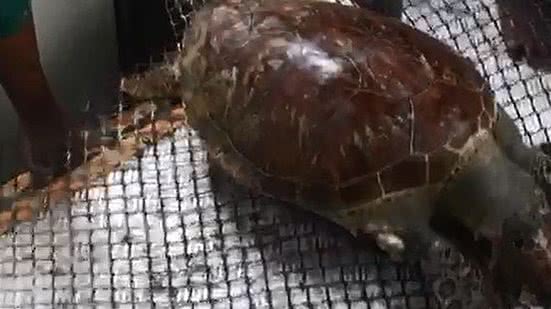 Imagem Homem transporta tartaruga em decomposição em ônibus lotado; veja vídeo