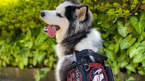 Cães terapeutas podem ajudar no tratamento de transtorno de ansiedade | Arquivo pessoal