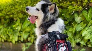 Cães terapeutas podem ajudar no tratamento de transtorno de ansiedade | Arquivo pessoal