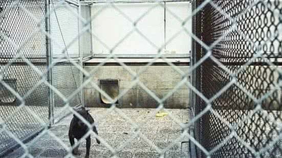 O cão foi encontrado em péssimas condições de saúde | Foto: Ilustrativa/Andreas Bohnenstengel/Wikimedia Commons