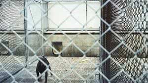 O cão foi encontrado em péssimas condições de saúde | Foto: Ilustrativa/Andreas Bohnenstengel/Wikimedia Commons