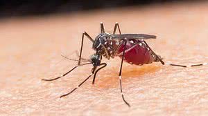 Imagem Confirmado 11º caso de malária na Paraíba