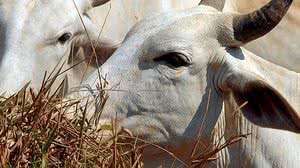 Foto: Agência Brasil