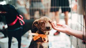 Reprodução / Pexels