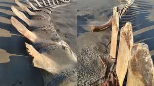 Arquivo Pessoal / Marcelo Rodrigues